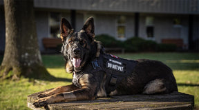 Large Dog Harness